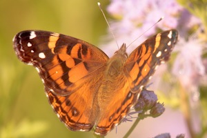 American Lady Butterfly